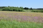 Łąka świeża w obszarze Natura 2000 Ostoja Brzeźnicka
