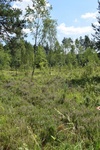 Wrzosowisko w obszarze Natura 2000 Uroczysko Pięty