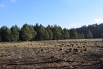 1. Zmiennowilgotna łąka trzęślicowa w obszarze Natura 2000 Lasy Suchedniowskie po realizacji ochrony czynnej