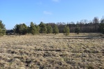 2. Zmiennowilgotna łąka trzęślicowa w obszarze Natura 2000 Lasy Suchedniowskie po realizacji ochrony czynnej