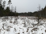 2a. Torfowisko przejściowe w obszarze Natura 2000 Lasy Suchedniowskie/ RDOŚ w Kielcach