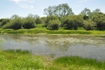 Starorzecze rzeki Wisły - fot. A. Przemyski