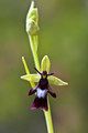 dwulistnik muszy (Ophrys insectifera)